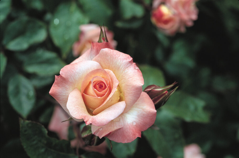 rose photo courtesy of Red Studio, Inc